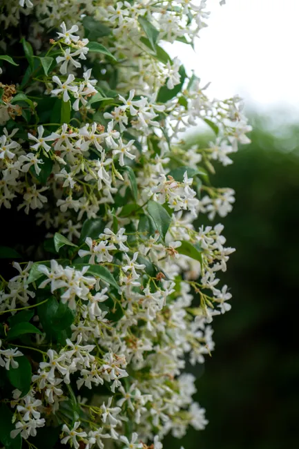 Close-up of star jasmine flowers blooming with lush green leaves outdoors.