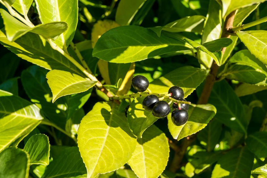 Close-up of vibrant cherry laurel berries and leaves in a sunny Geesthacht garden.