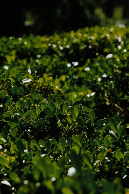 Close-up of vibrant green Japanese boxwood hedge in garden sunlight.