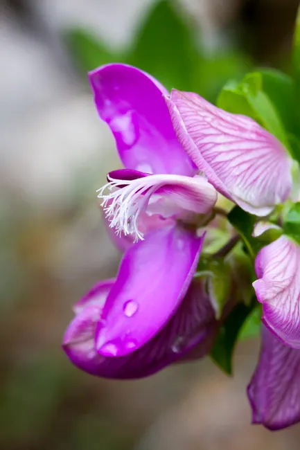 Close-up of vibrant Polygala Myrtifolia with water droplets on petals.
