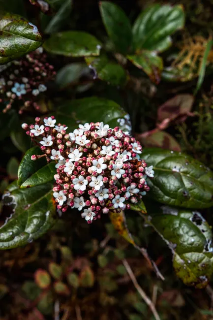 Close-up of vibrant viburnum tinus flowers with lush green leaves in a garden setting.