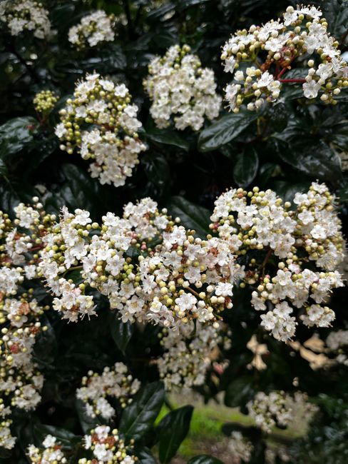 Close-up of Viburnum Tinus with white flowers in full bloom against lush green foliage.