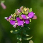 Polygala myrtifolia : fleurs de mars, pot hors gel et virus CMV Close-up of vivid Polygala myrtifolia flowers in full bloom, captured in Alicante, Spain.