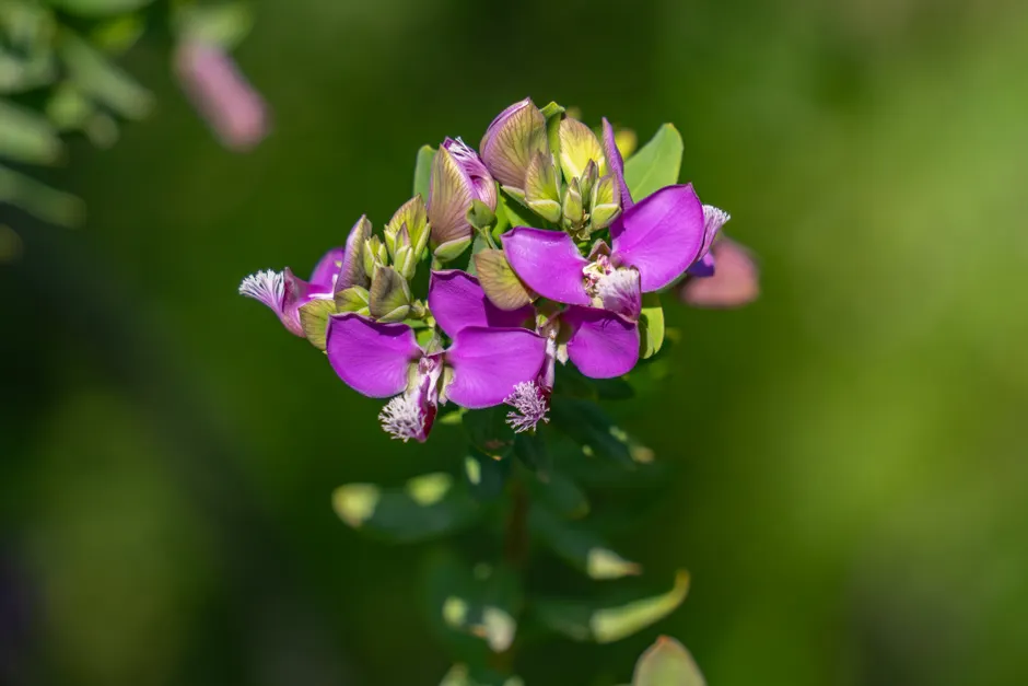 Close-up of vivid Polygala myrtifolia flowers in full bloom, captured in Alicante, Spain.