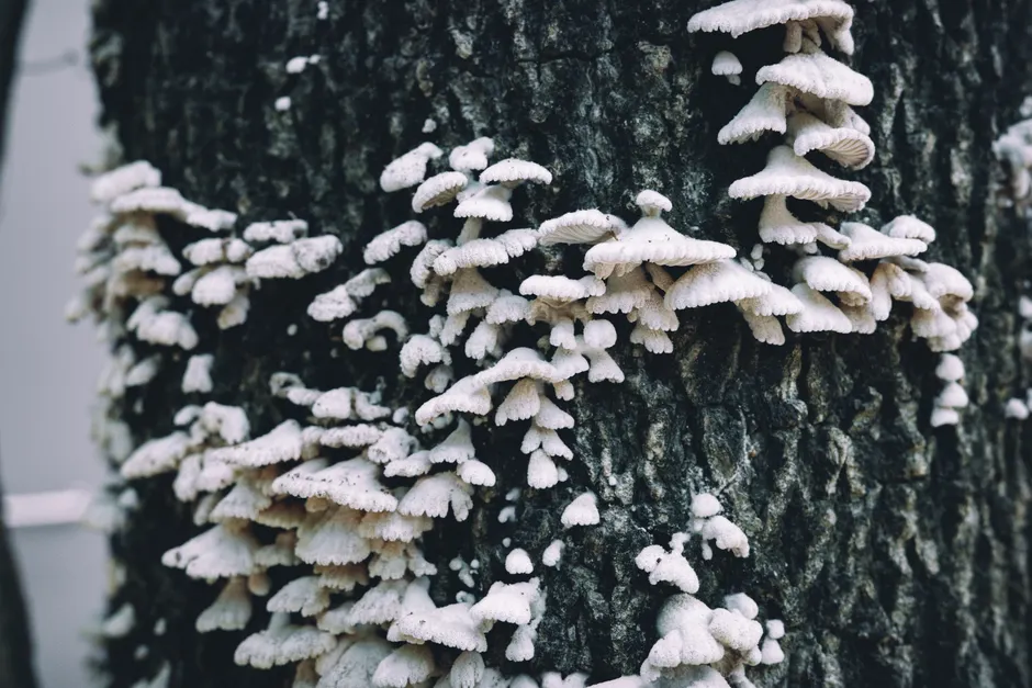 Close-up of white fungi clusters growing on a tree trunk in natural outdoor setting.