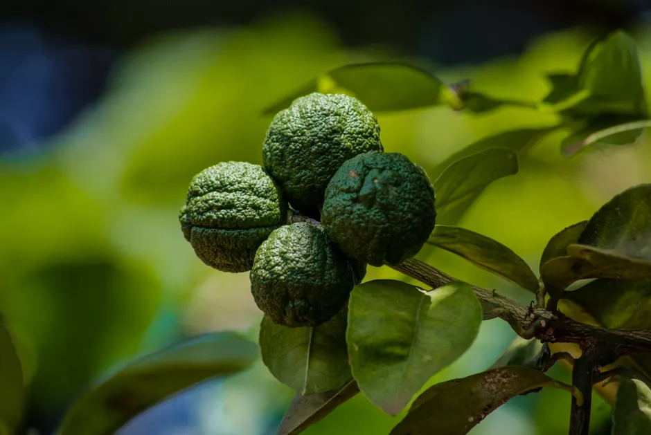 Close-up shot of kaffir limes hanging on tree branches in Kampala, Uganda under bright daylight.