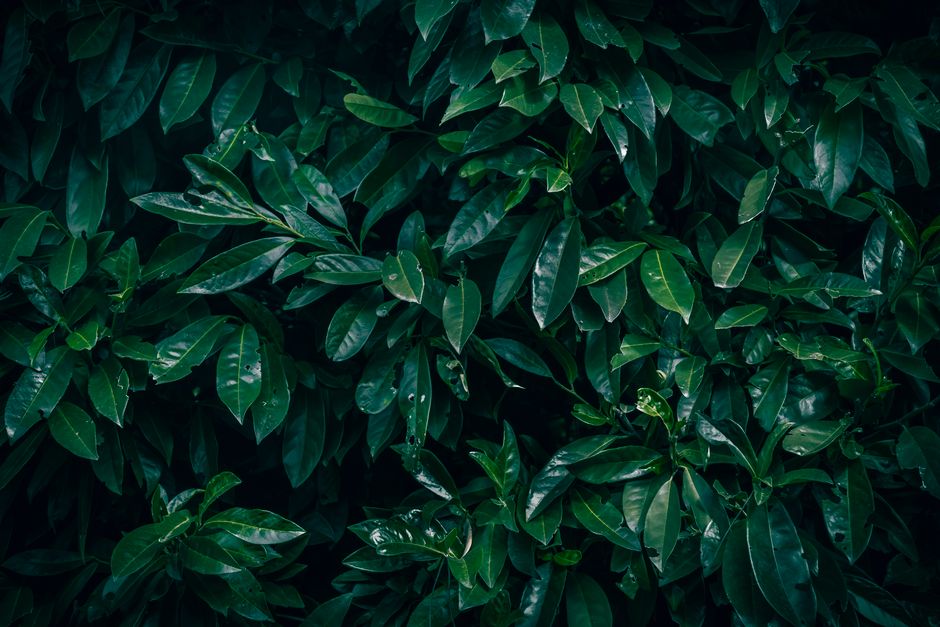 Close-up view of lush, dark green cherry laurel leaves showcasing natural texture and pattern.