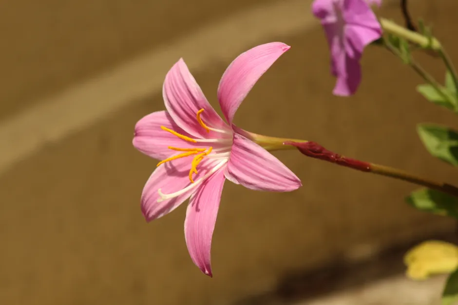 Closeup of a vibrant pink flower basking in the sunlight, showcasing delicate petals.