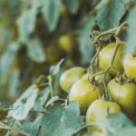 Mildiou de la tomate en 2026 : 7 gestes avant les pluies Cluster of green tomatoes growing in a lush garden ready for harvest.