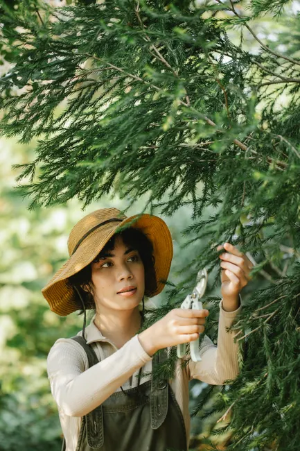 Concentrated ethnic female gardener in straw hat using pruner to cut tree branches while working in garden on blurred background
