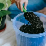 Mélanger terreau et terre : 1/3 à 1/2 au potager, le pot n'est pas le jardin Crop unrecognizable horticulturist demonstrating soil on shovel above plastic pot against Alocasia on cloth at home
