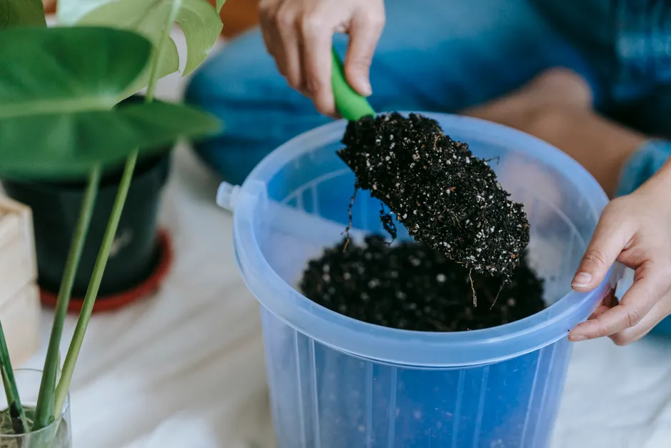 Crop unrecognizable horticulturist demonstrating soil on shovel above plastic pot against Alocasia on cloth at home