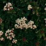 Laurier-tin : 3 m, des fleurs de novembre à avril, mais le gel veille Dense green foliage with clusters of vibrant pink Viburnum flowers, evoking a sense of natural beauty.