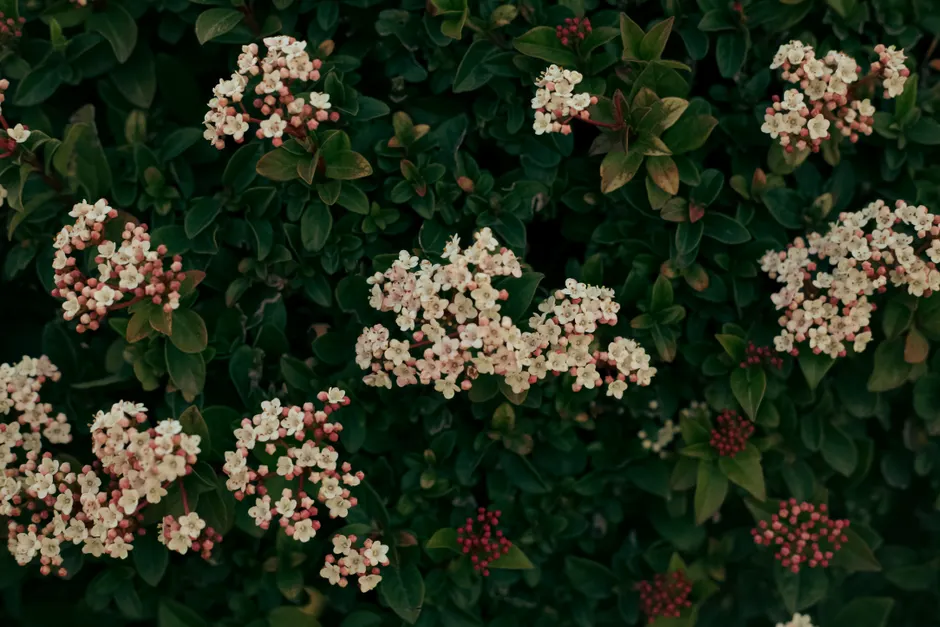Dense green foliage with clusters of vibrant pink Viburnum flowers, evoking a sense of natural beauty.