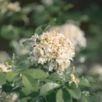 Savonnier de Chine : 5 différences au jardin, sans savon Detailed capture of Murraya paniculata flowers blooming in a lush green setting, evoking a serene and natural ambiance.