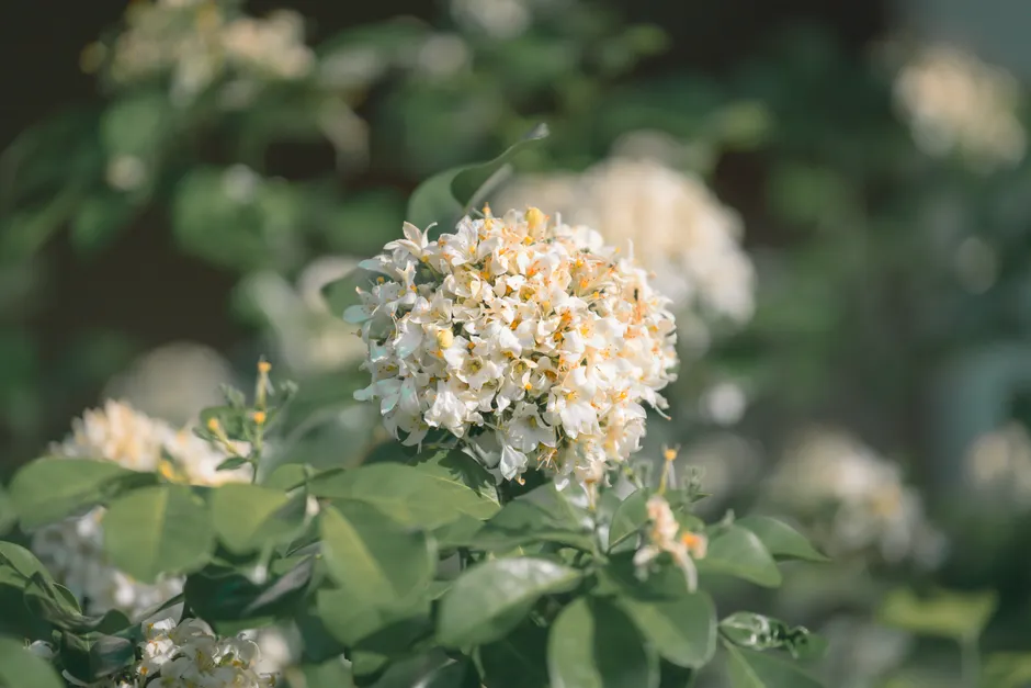 Detailed capture of Murraya paniculata flowers blooming in a lush green setting, evoking a serene and natural ambiance.