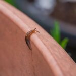 Limaces au potager: le plan bio du printemps 2026, sans saler la terre Detailed close-up of a brown slug crawling on a terra cotta pot edge in a garden.