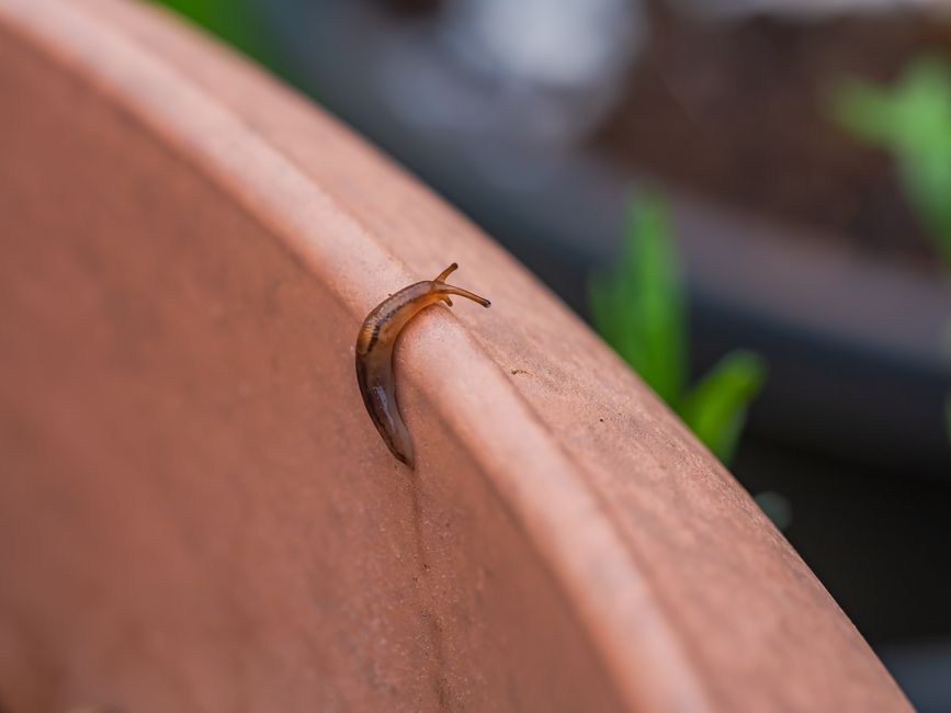 Detailed close-up of a brown slug crawling on a terra cotta pot edge in a garden.