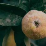 Cognassier taché : 5 gestes dès mars contre l'entomosporiose Detailed close-up of a fuzzy quince fruit hanging on a tree branch with leaves.