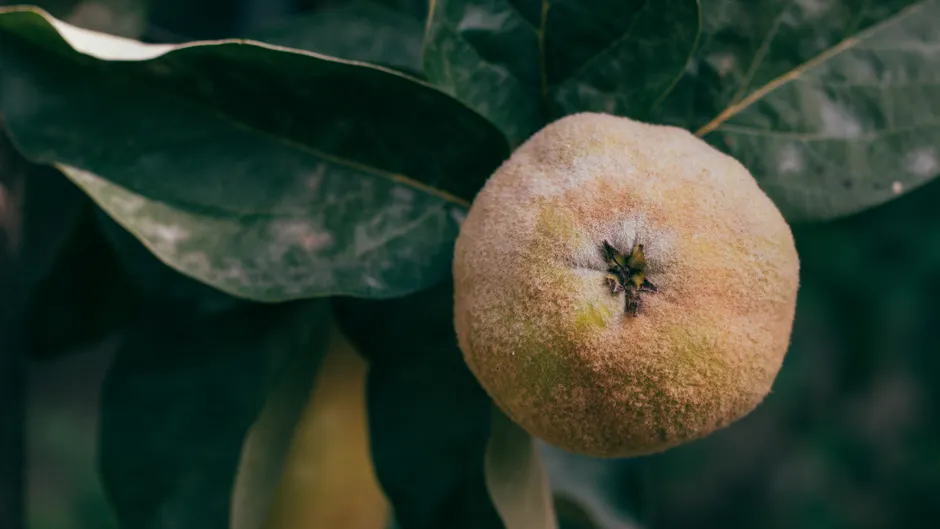 Detailed close-up of a fuzzy quince fruit hanging on a tree branch with leaves.