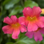 Detailed close-up of pink Incarvillea sinensis flowers with blurred green background.