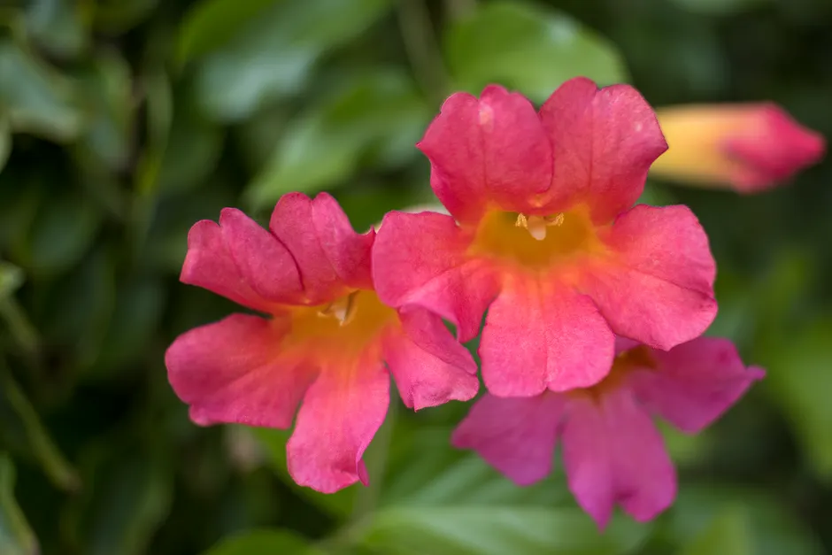 Detailed close-up of pink Incarvillea sinensis flowers with blurred green background.
