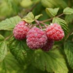 Detailed close-up of ripe raspberries growing amongst green leaves in a garden setting.