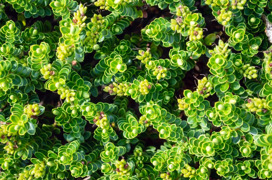 Detailed close-up of vibrant green hebe plant leaves showcasing lush foliage.