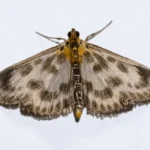 Pyrale du buis : 4 gestes bio du printemps à l'automne, sans traitement à l'aveugle Detailed image of a Cydalima perspectalis moth with spread wings, showcasing its intricate patterns.