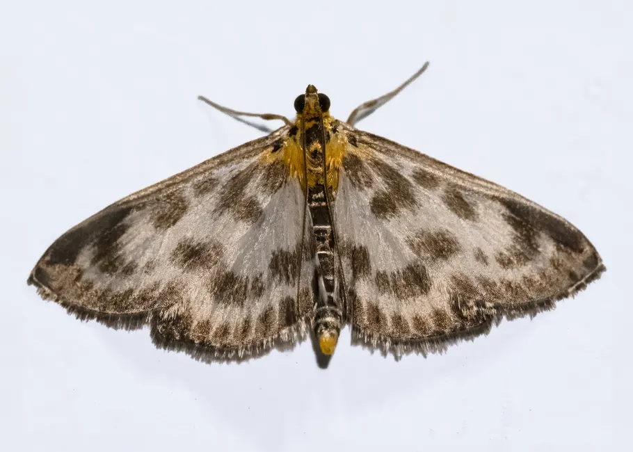 Detailed image of a Cydalima perspectalis moth with spread wings, showcasing its intricate patterns.
