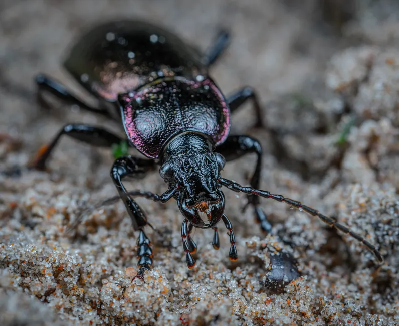 Detailed macro shot of a beetle with textured shell on sandy ground.