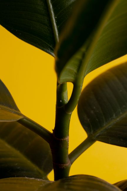 Detailed macro shot of a Ficus plant's leaves and stem with a vibrant yellow backdrop.