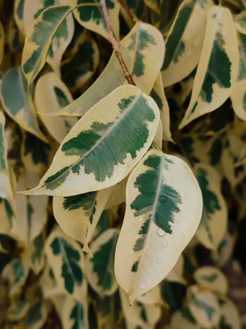 Detailed shot of variegated Ficus leaves with dew drops, highlighting their unique patterns.