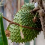 Oranger des Osages : 15 m, des fruits en automne et des épines, le faux agrume qui ne plaisante pas Detailed view of a green soursop (Annona muricata) growing on a tree in Mérida, Venezuela.