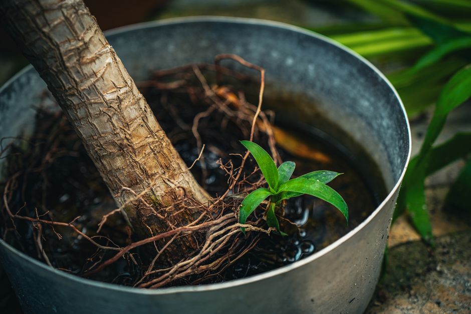 Detailed view of a potted plant, highlighting roots and green foliage outdoors.