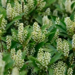 Laurier du Portugal : 3 à 4 m, fleurs en mai, baies à ne pas goûter Detailed view of blooming cherry laurel with lush green leaves and small white flowers.