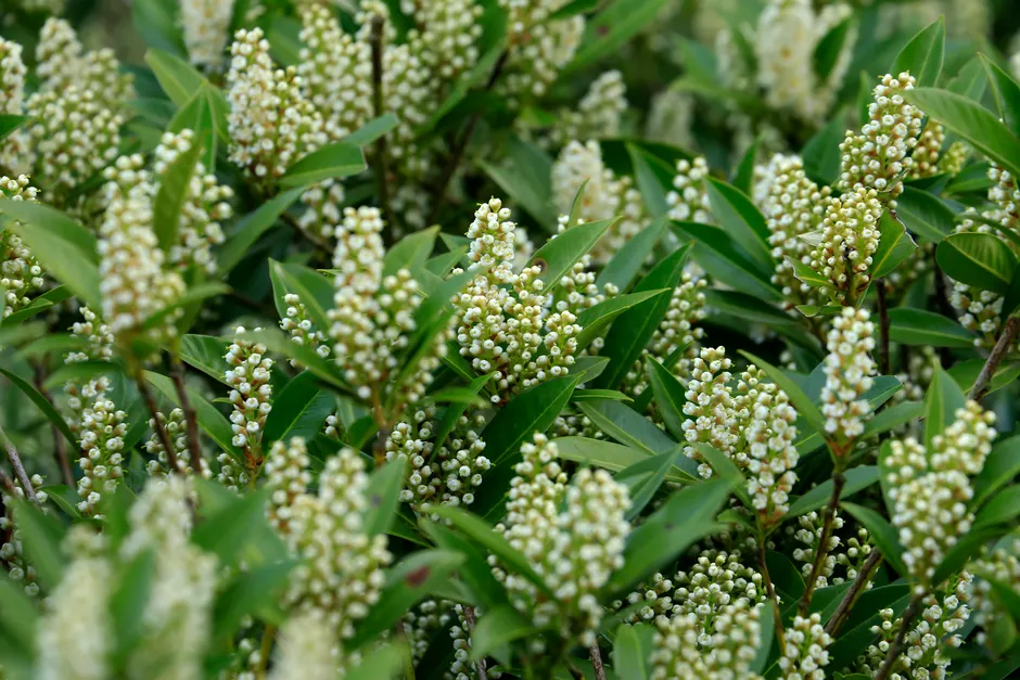 Detailed view of blooming cherry laurel with lush green leaves and small white flowers.