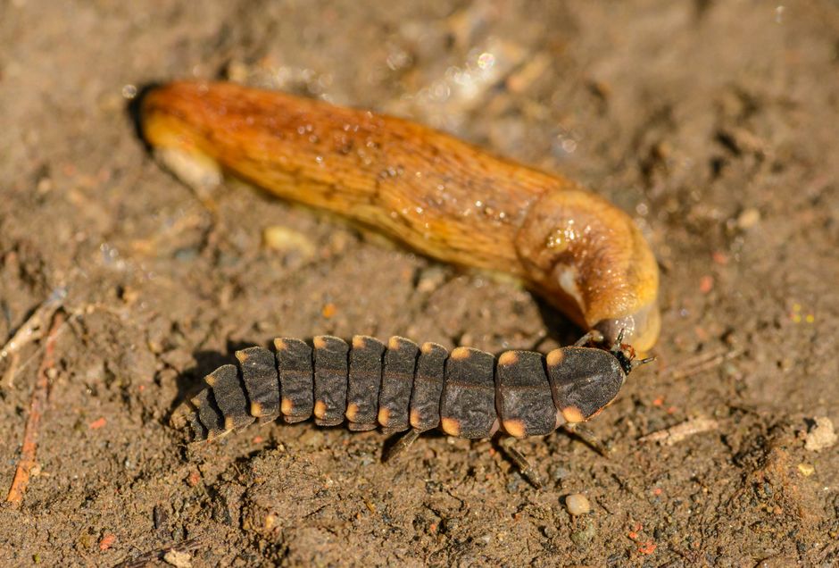 Detailed view of glow-worm larva crawling on soil, showcasing natural insect life.