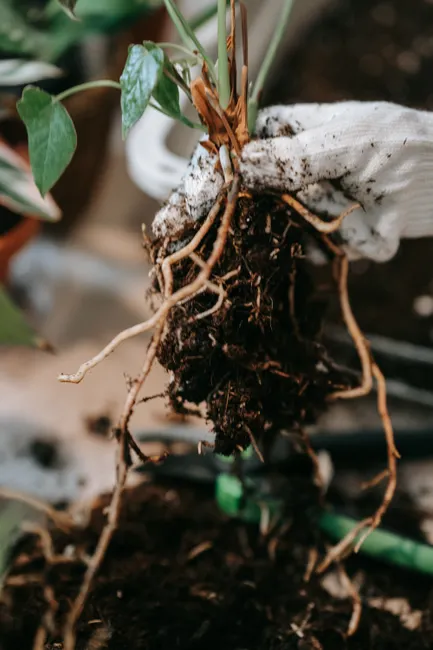 Detailed view of plant roots with soil, depicting gardening and growth.