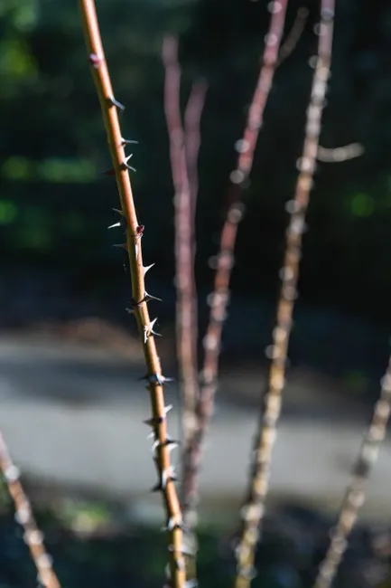 Detailed view of thorny branches with a soft focus background, capturing nature's raw beauty.