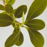 Buis malade : 5 signes à vérifier au printemps 2026, avant la taille Detailed view of vibrant green boxwood leaves against a clean white backdrop.