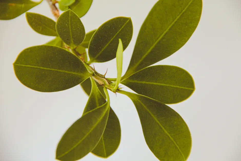 Detailed view of vibrant green boxwood leaves against a clean white backdrop.