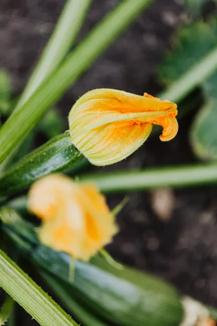 Detailed view of zucchini plant with vibrant flower blooming in the garden.