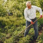 Désherbant naturel en 2026 : paillage, binette et eau bouillante Elderly man tending to vegetable garden with a rake on a sunny day, showcasing active lifestyle and gardening.