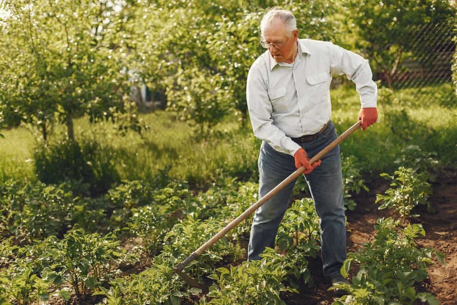 Elderly man tending to vegetable garden with a rake on a sunny day, showcasing active lifestyle and gardening.