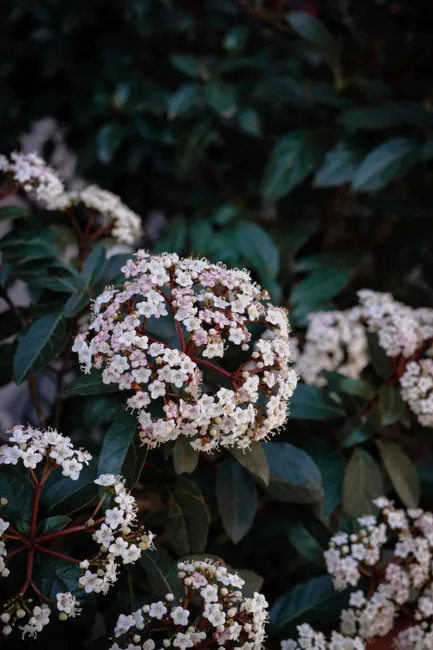 Explore the delicate beauty of Viburnum tinus with this close-up shot capturing its blooming elegance in İstanbul.