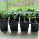 Four potted tomato seedlings on a window sill, perfect for home gardening enthusiasts.