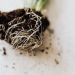From above dirty roots with fertile soil of delicate small green plant prepared for gardening placed on marble table