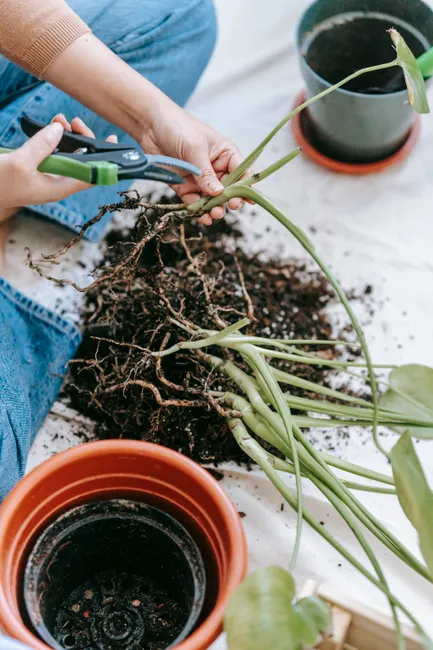 From above of crop anonymous female gardener with secateurs cutting sprig of seedling before planting in pot