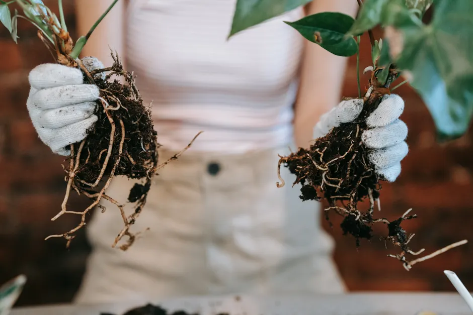 Gardener in gloves holding plants with visible roots for propagation.